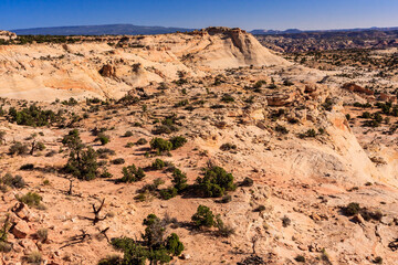 A desert landscape with a few trees scattered throughout