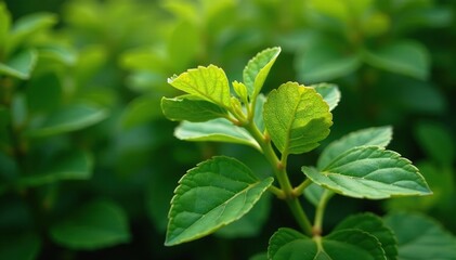 Obraz premium Leafy branches of flowering bush potato plant, herbaceous, leaves