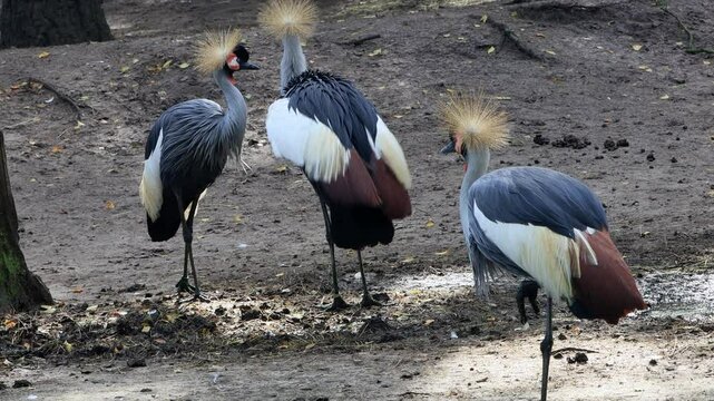 bird Black Crowned Crane (Balearica Pavonina)
