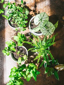 green plant collection moody background