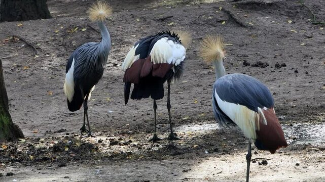 bird Black Crowned Crane (Balearica Pavonina)

