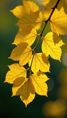 Fototapeta premium feuilles jaunes de ginkgo biloba recouvrant un asphalte grise, verdure, sol
