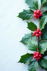 Fresh holly leaves with red berries on white winter background, icy, berries