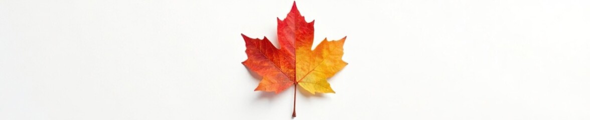 Obraz premium A single maple leaf on a white canvas background, leaf, leaf