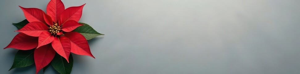 Obraz premium Large poinsettia flower isolated against gray background, winter, festive, color