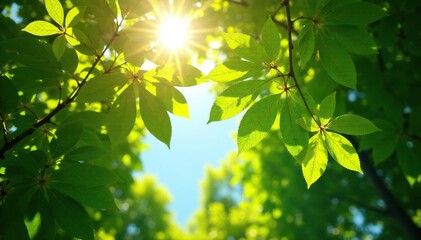 Obraz premium Overhead canopy filters sunlight filtering through leaves, foliage, nature