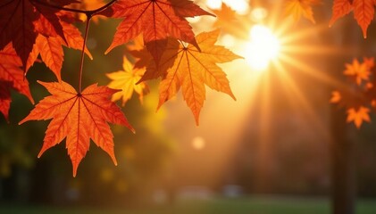 Warm rays of sunlight filter through maple leaves, scenery, sun