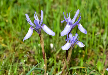 photos of photos of wild plants, blue wildflowers. plants, blue wildflowers.
