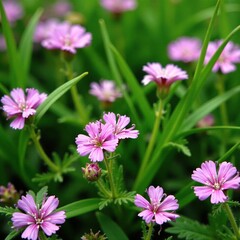 Obraz premium Delicate purple alyssum blooms amidst lush green grass, garden flowers, blooming flowers, white alyssum