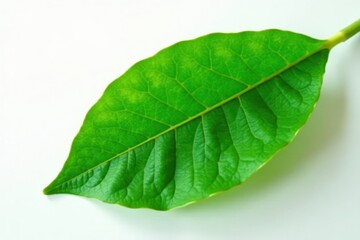 Obraz premium Close-up of a single lush green cocoa leaf against pure white, leaf shape, cacao