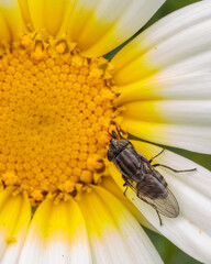 Fly exploring the vibrant petals of a daisy flower