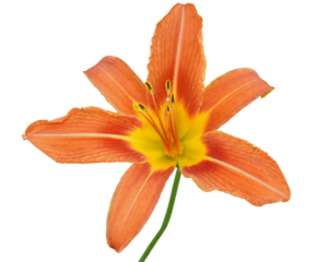 Hemerocallis fulva - known as Day Lily and Orange Daylily - Isolated Flower in Bloom