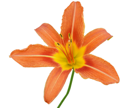 Hemerocallis fulva - known as Day Lily and Orange Daylily - Isolated Flower in Bloom