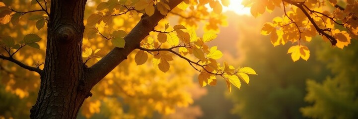 Obraz premium Golden light filters through the branches of a walnut tree with yellow leaves, deciduous trees, nature, tree branches