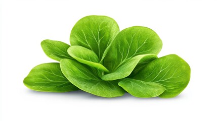 Fototapeta premium Fresh Green Lettuce Leaves on White Background for Healthy Cooking