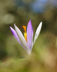 spring crocus flower