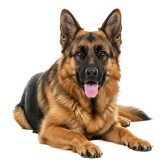 Fototapeta premium German Shephard isolated on transparent background