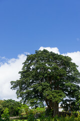 Arbre gigantesque dans le parc du château Depaz à Saint-Pierre en Martinique