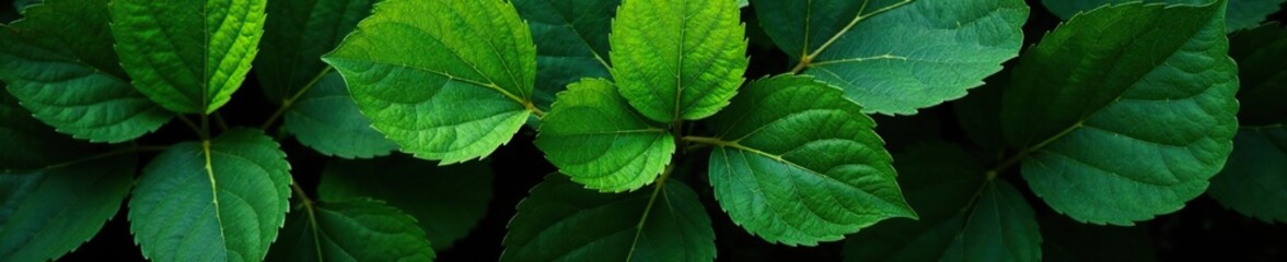 Shaded foliage with intricate webbing and veins in shades of green on a dark background, nature, green leaves, autumnal