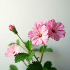 Obraz premium Delicate geranium flowers in bloom on a white background, white, nature