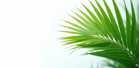 Obraz premium Palm frond with delicate details on a white background, foliage, nature
