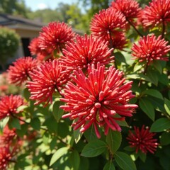 Clusters of red flower buds on Photinia branches in sunlight, pink, garden