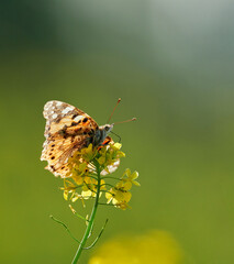 Butterfly sitting on a rapeseed flower close-up on a blurred green background