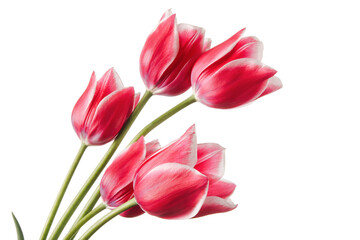 Magnificent bouquet of pink tulips on a white background
