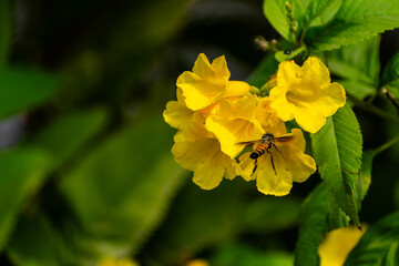 Bee collecting Honey from flower in a lovely morning