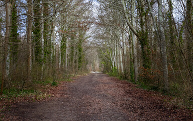 Friston Forest