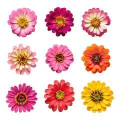 Colorful zinnia flower isolated on transparent background, PNG, Set of