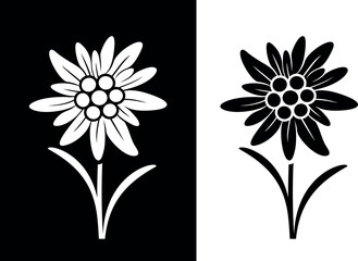Edelweiss logo. Isolated edelweiss on white background