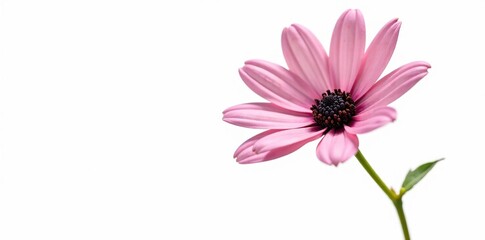 Fototapeta premium Delicate black eyed susan flower isolated on white background, blossom, stem, flowers