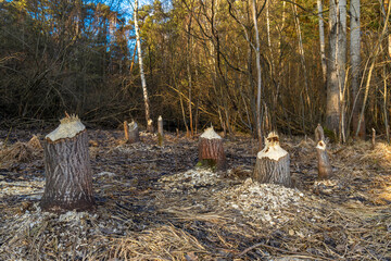 Tree trunks destroyed by beavers, trees gnawed by beavers in the forest