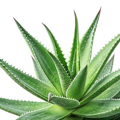 Aloe Vera Plant Isolated On White Background,A close up of a green plant