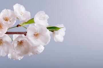 Fototapeta premium Cherry blossom branch with delicate white flowers blooming against a soft gradient background in springtime celebration