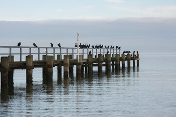 Birds on a Seabridge