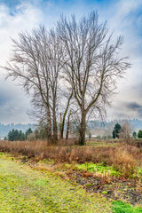 Kent Winter Trees 5