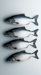 Fototapeta premium Freshly caught trout displayed neatly in a row on a white surface, showcasing their shiny scales and distinct markings