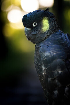 Yellow-tailed Black Cockatoo, Zanda funerea Portrait in Soft Backlight, Showcasing Its Glossy Black Feathers and Subtle Yellow Cheek Markings. Ideal for Wildlife Art, Bird Conservation. 
