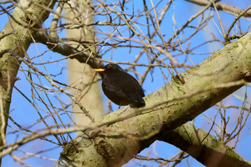 Blackbird in the tree with blue sky in the background