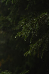 Raindrops cling to evergreen branches in a lush forest during a tranquil rain shower. Hiking in Carpathian Mountains, Ukraine