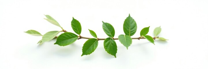 Fototapeta premium A small isolated green branch on white background, minimalism, isolation