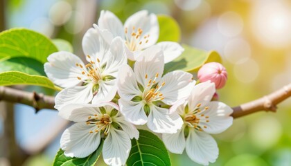 Obraz premium Vibrant apple blossoms blooming in orchard during Spring Equinox