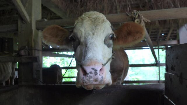 cow cattle in the barn. limousin cow