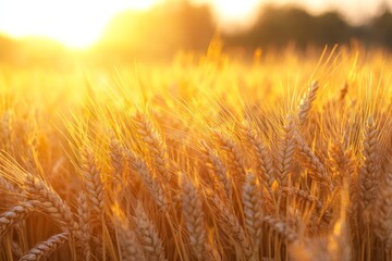 Fototapeta premium Stunning sunset over wheat fields a rural landscape of nature s bounty and growth