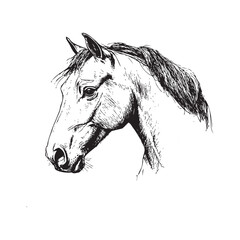 horse isolated on white