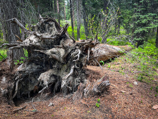 Root system of fallen is exposed as it falls across hiking path in Idaho forest