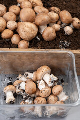 Brown champignons mushrooms from underground caves in Kanne, Belgium, organic farm