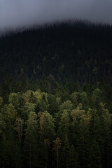 Dense green forest with mist rolling over dark mountain in the early morning light. Hiking in Carpathian Mountains, Ukraine
